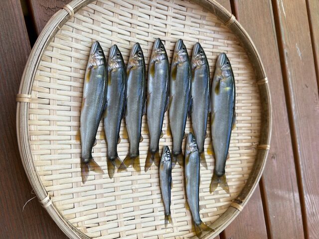 スタッフ平賀釣行記～相模川・上依知青少年広場エリア/アユ最大21cm9匹～