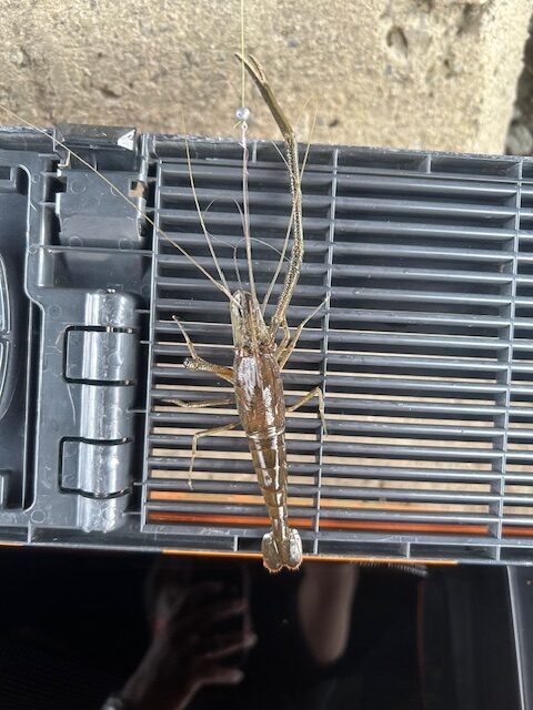 スタッフ平賀釣行記～酒匂川/手長エビ13匹～