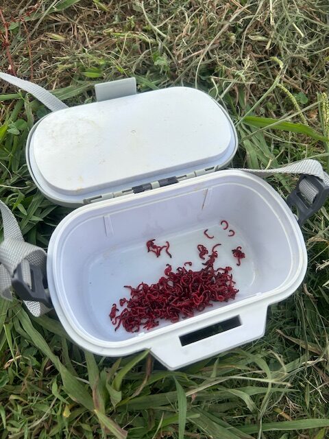 スタッフ平賀釣行記～酒匂川/手長エビ13匹～