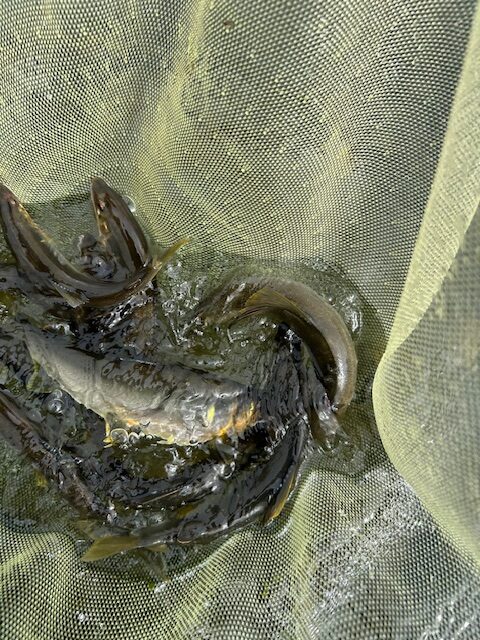 スタッフ平賀釣行記～相模川　上依知青少年広場エリア/鮎…15匹/最大22cm～