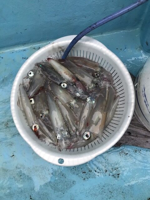 スタッフ小澤釣行記～城ヶ島沖/マルイカ・ムギイカ(1杯)62杯～