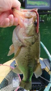 スタッフ吉田釣行記～津久井湖/ブラックバス30～45cm/20匹～