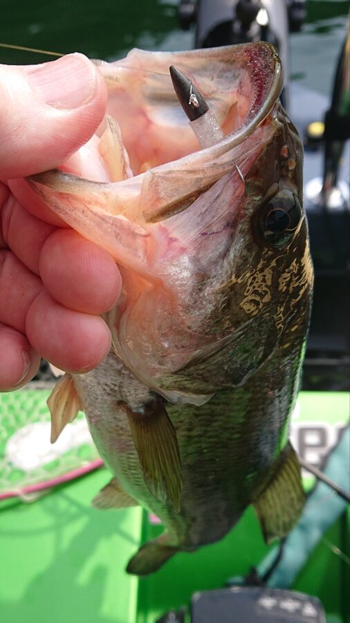 スタッフ吉田釣行記～津久井湖/ブラックバス30～45cm/20匹～