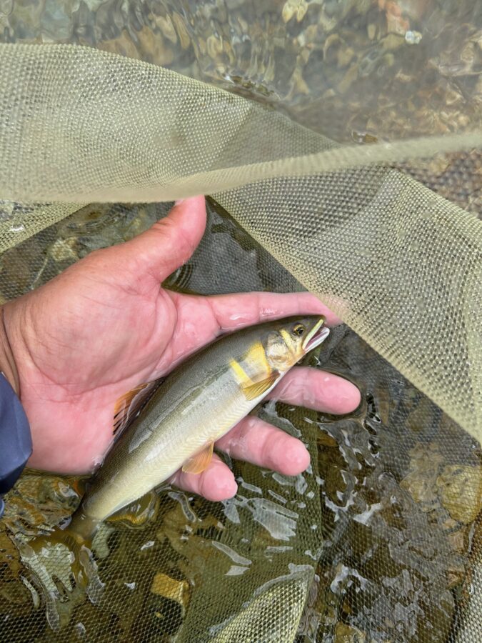 スタッフ平賀釣行記～馬瀬川（上馬瀬）/アユ18匹～