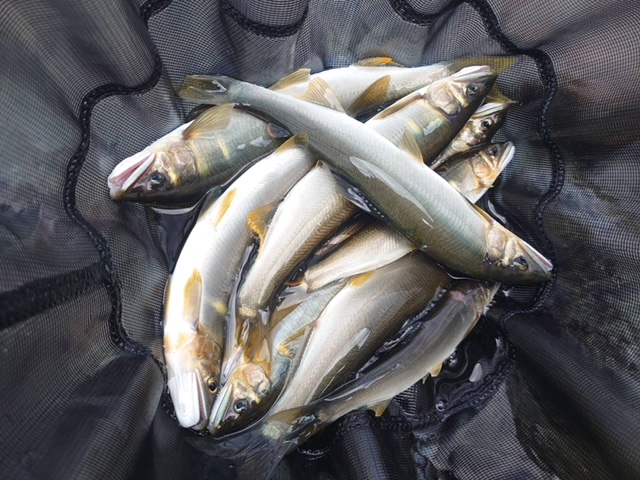 藤岡様～相模川・上依知青少年広場/アユ22cm-20cm5匹・他サイズ6匹～