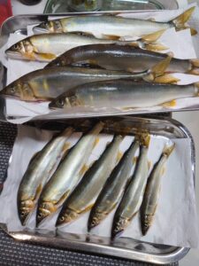 藤岡様～相模川・上依知青少年広場/アユ22cm-20cm5匹・他サイズ6匹～