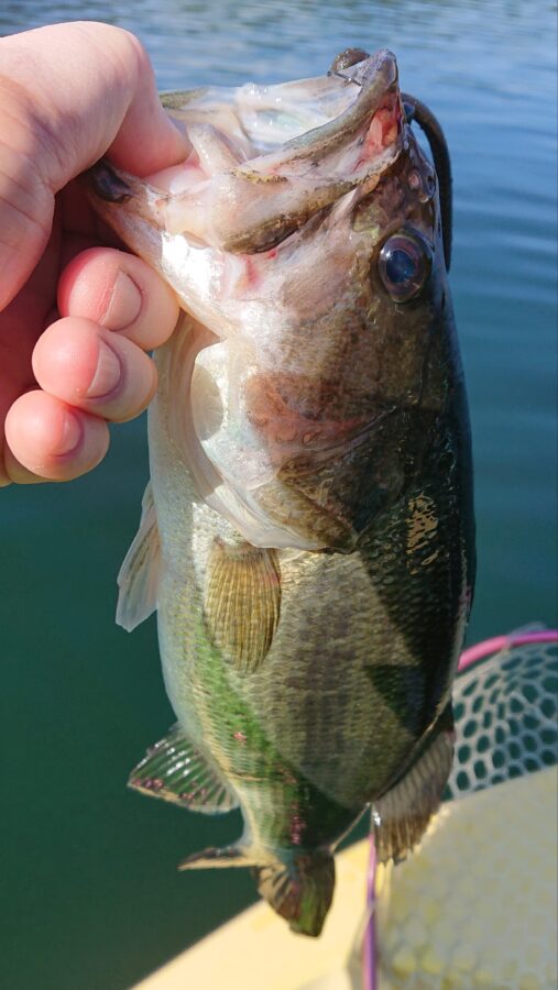 スタッフ吉田釣行記～津久井湖/ブラックバス30～45cm/20匹～