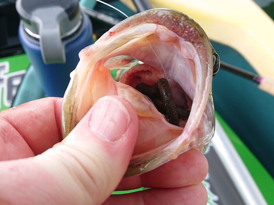 スタッフ吉田釣行記～津久井湖/ブラックバス30～45cm/20匹～