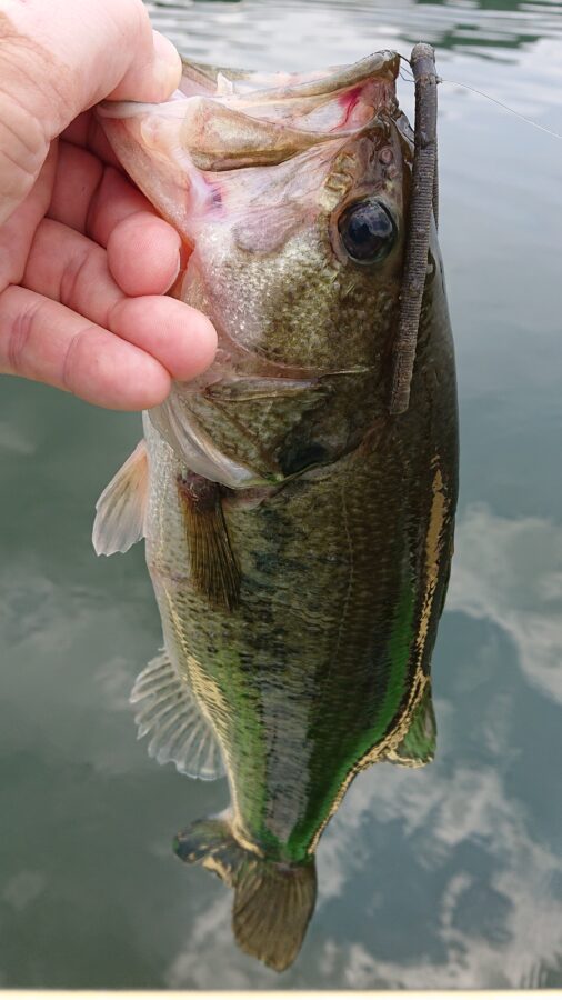 スタッフ吉田釣行記～津久井湖/ブラックバス30～45cm/20匹～