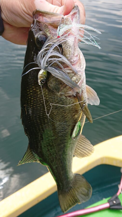 スタッフ吉田釣行記～津久井湖/ブラックバス30～45cm/20匹～