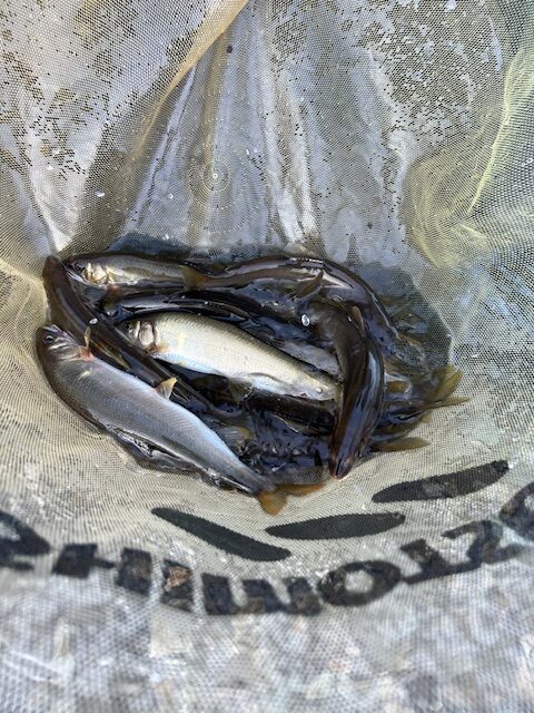 スタッフ平賀釣行記～箒川（塩原温泉地内）/アユ10匹・10匹・19匹（オトリ別）最大24cm～