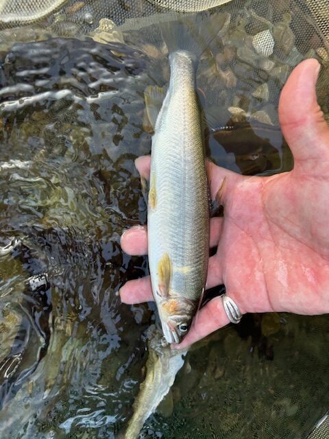 スタッフ平賀釣行記～箒川（塩原温泉地内）/アユ10匹・10匹・19匹（オトリ別）最大24cm～