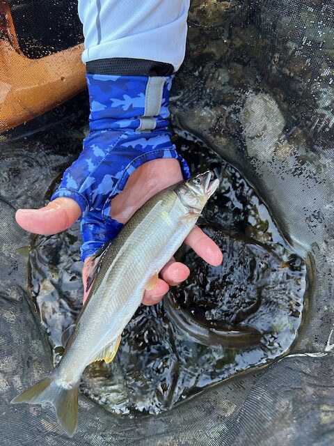 スタッフ平賀釣行記～箒川（塩原温泉地内）/アユ10匹・10匹・19匹（オトリ別）最大24cm～