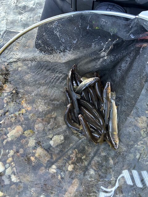 スタッフ平賀釣行記～箒川（塩原温泉地内）/アユ10匹・10匹・19匹（オトリ別）最大24cm～