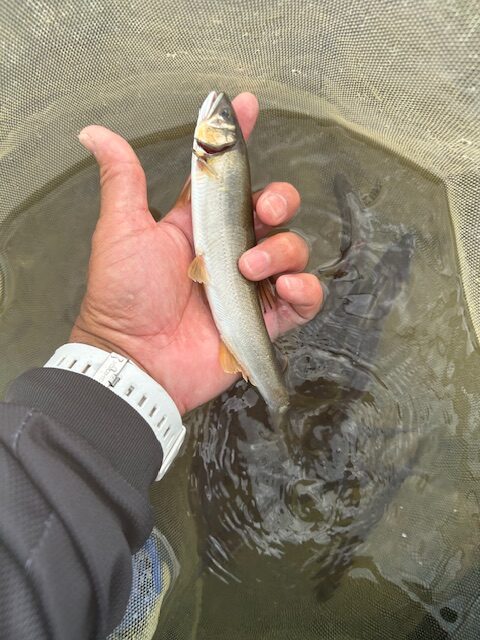 スタッフ平賀・高窪・内田釣行記～相模川高田橋下流/鮎10匹・10匹・12匹/最大20cm～