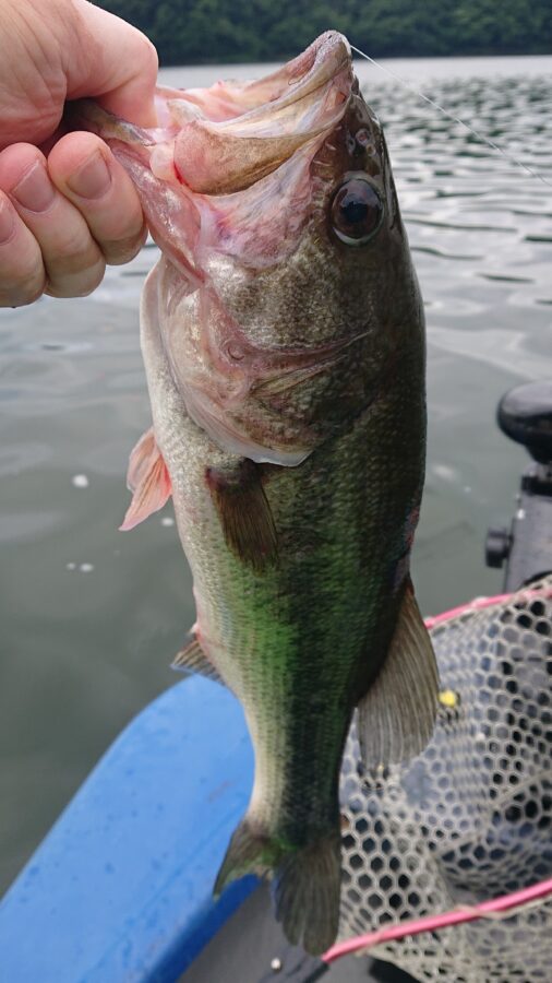 スタッフ吉田釣行記～津久井湖/初日・ブラックバス30～54cm15匹～