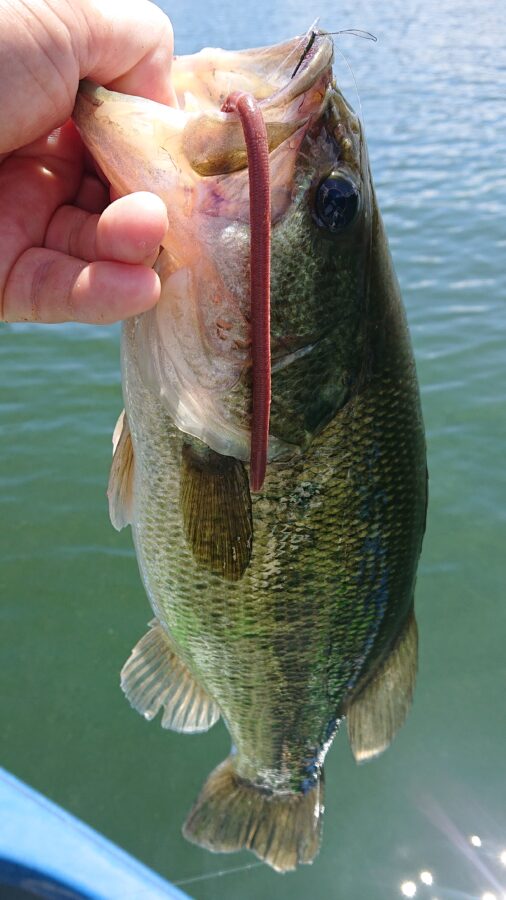 スタッフ吉田釣行記～津久井湖/初日・ブラックバス30～54cm15匹～