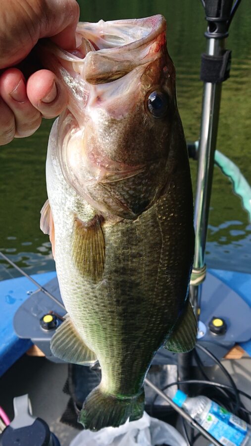 スタッフ吉田釣行記～津久井湖/初日・ブラックバス30～54cm15匹～