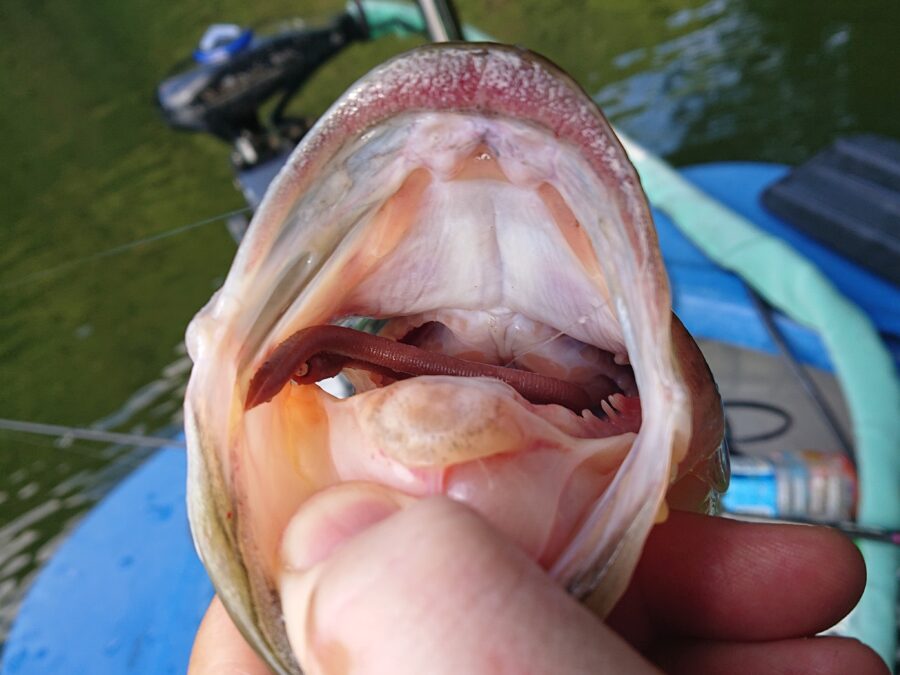 スタッフ吉田釣行記～津久井湖/初日・ブラックバス30～54cm15匹～