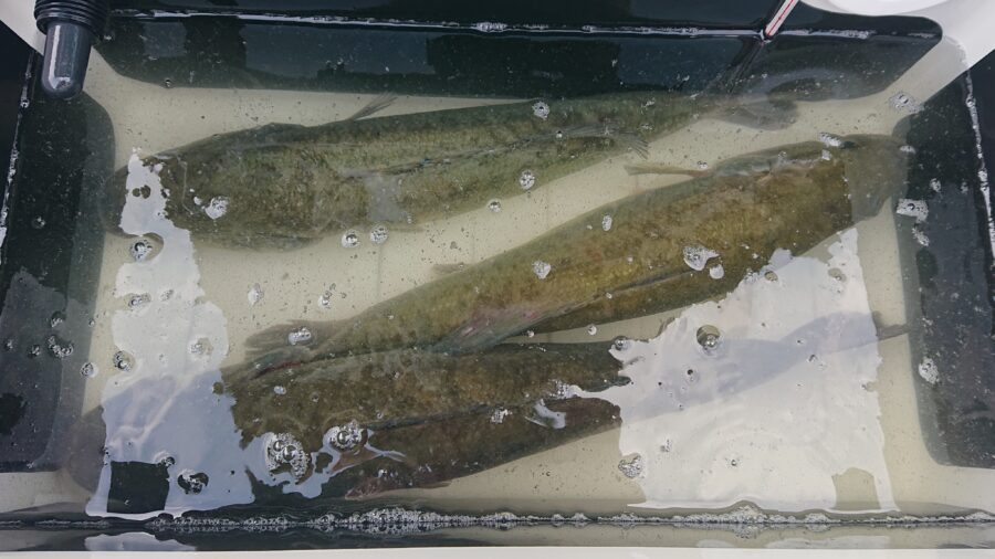 スタッフ吉田釣行記～津久井湖/ブラックバス3本で4145g～