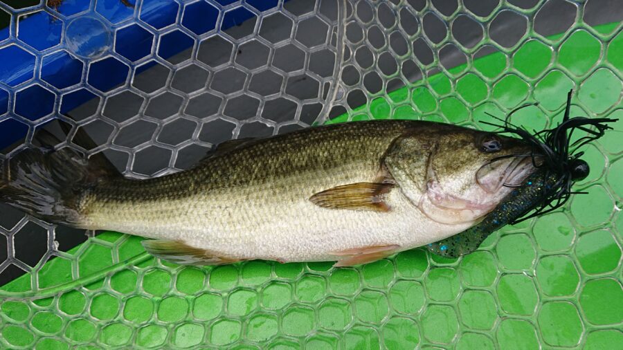 スタッフ吉田釣行記～津久井湖/初日・ブラックバス30～54cm15匹～