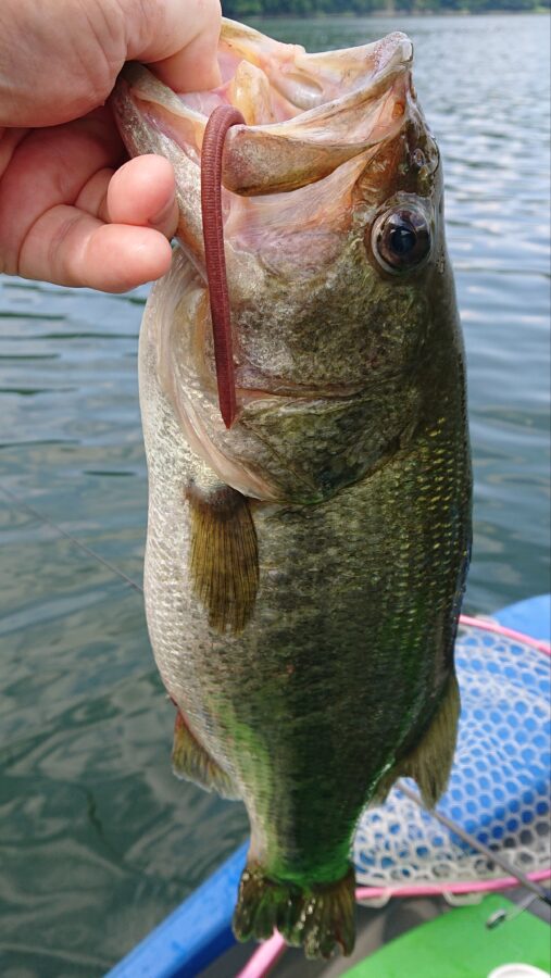 スタッフ吉田釣行記～津久井湖/初日・ブラックバス30～54cm15匹～