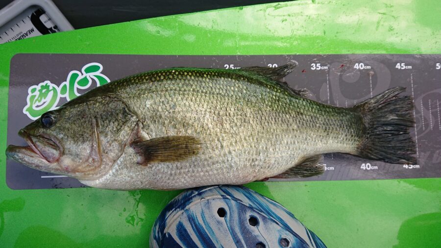 スタッフ吉田釣行記～津久井湖/初日・ブラックバス30～54cm15匹～