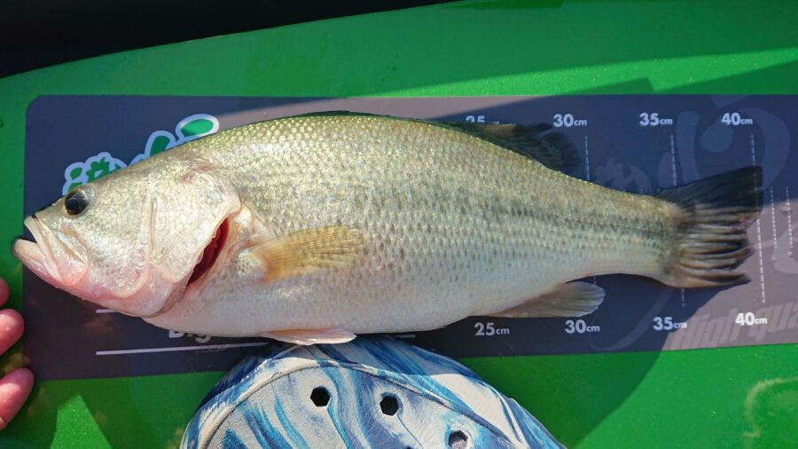 スタッフ吉田釣行記～津久井湖/ブラックバス30～41cm11匹～