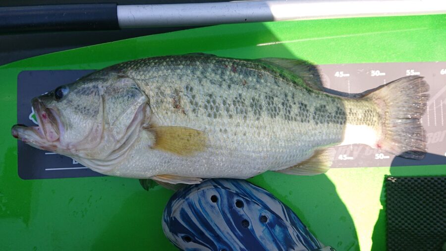 スタッフ吉田釣行記～津久井湖/ブラックバス…30～56cm/13本～