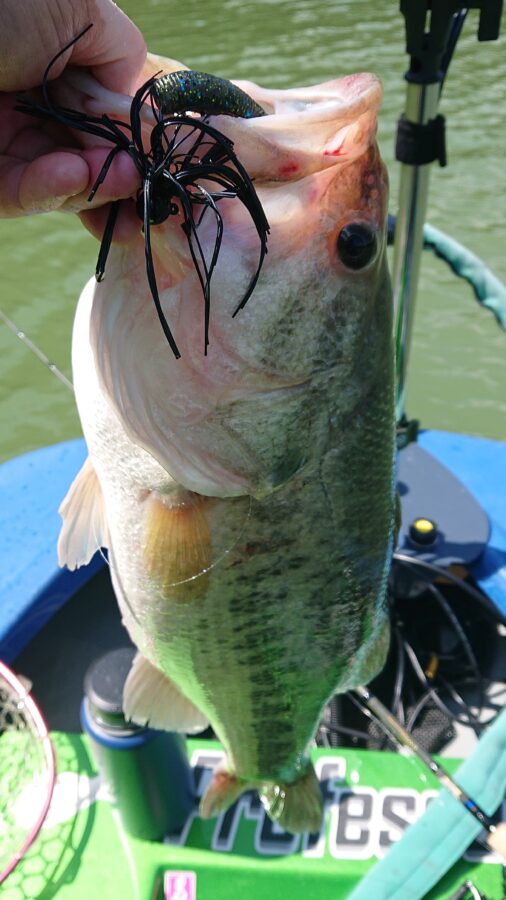 スタッフ吉田釣行記～津久井湖/ブラックバス…30～56cm/13本～