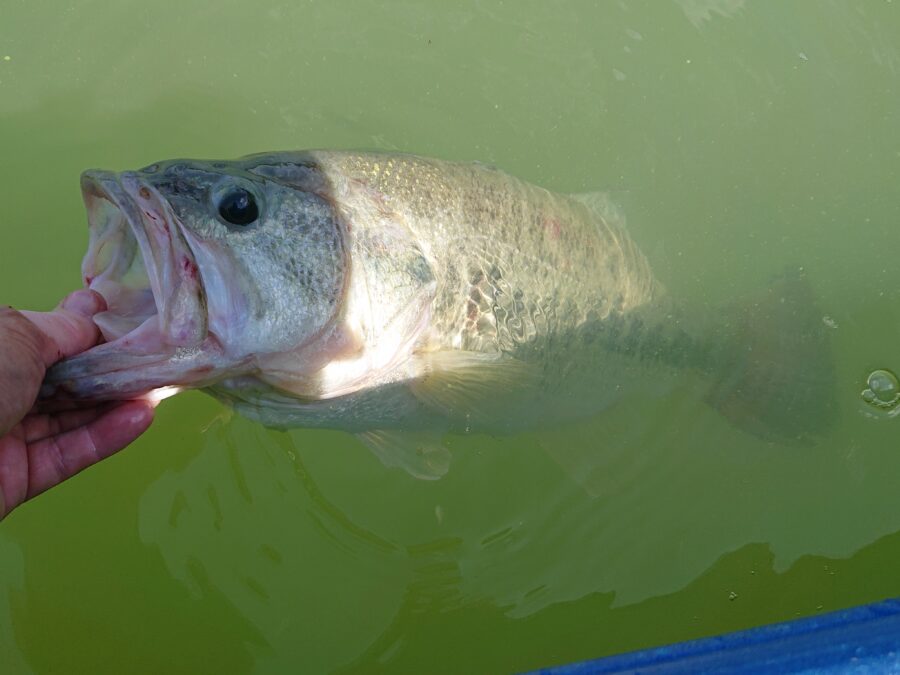スタッフ吉田釣行記～津久井湖/ブラックバス…30～56cm/13本～