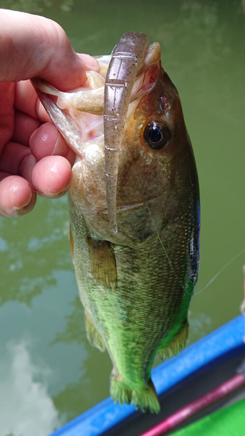 スタッフ吉田釣行記～津久井湖/ブラックバス30～41cm11匹～