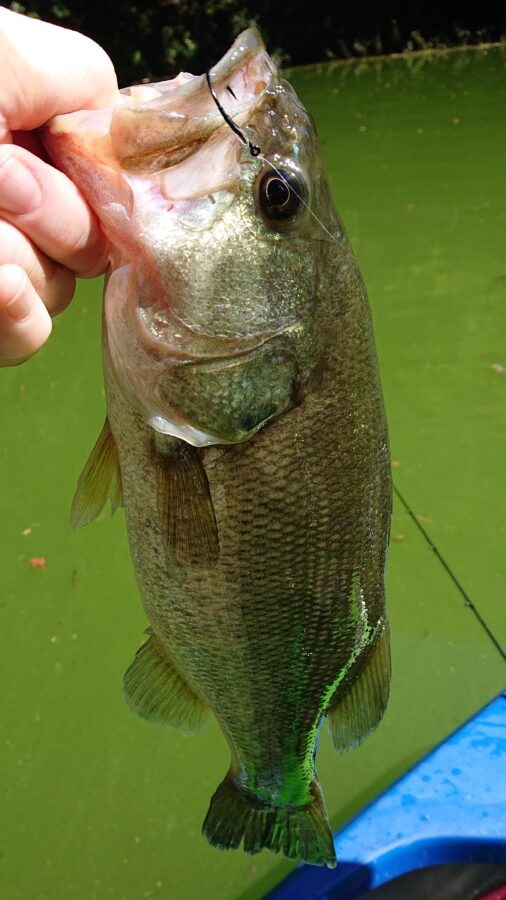 スタッフ吉田釣行記～津久井湖/ブラックバス30～41cm11匹～