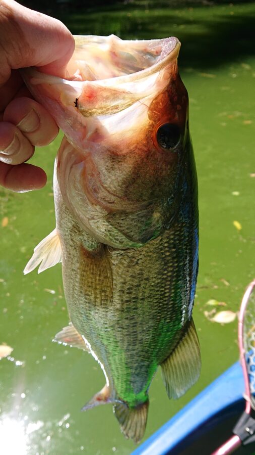 スタッフ吉田釣行記～津久井湖/ブラックバス30～41cm11匹～