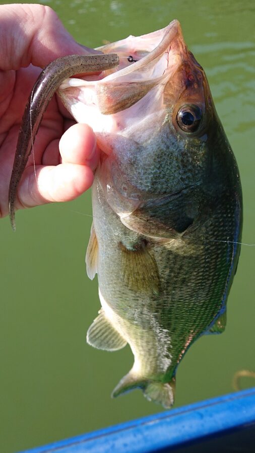 スタッフ吉田釣行記～津久井湖/ブラックバス30～41cm11匹～