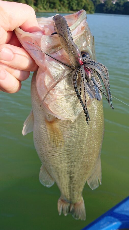 スタッフ吉田釣行記～津久井湖/ブラックバス30～41cm11匹～