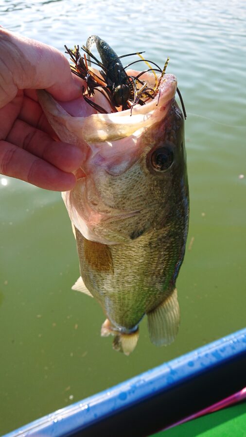 スタッフ吉田釣行記～津久井湖/ブラックバス…30～56cm/13本～