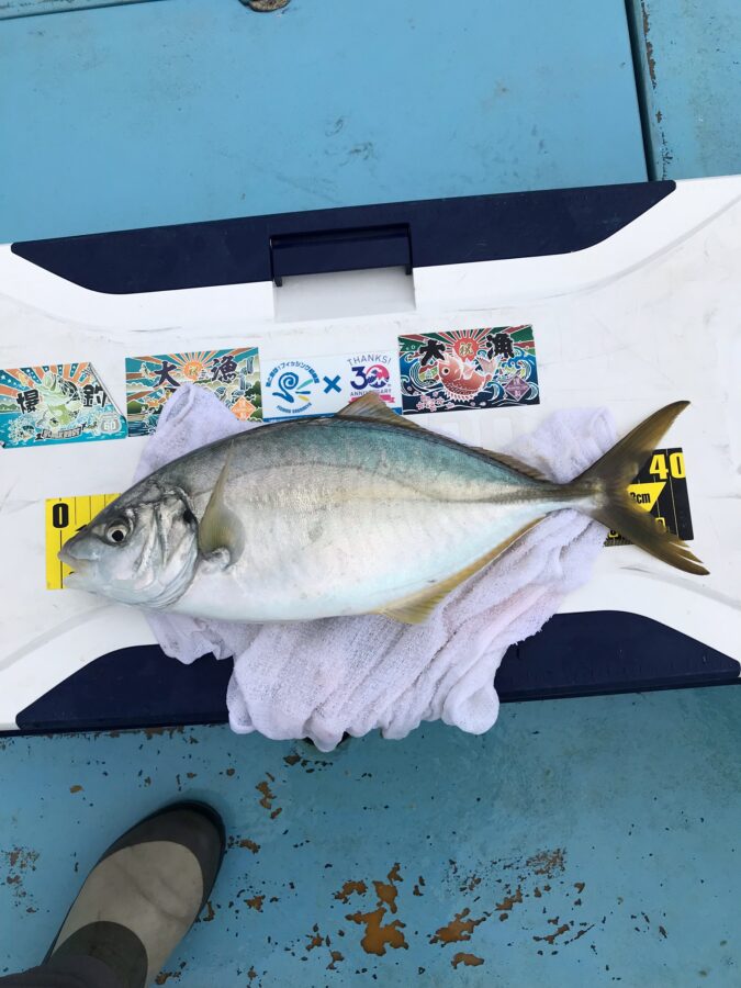 スタッフ小澤淳釣行記～佐島沖/シマアジ44cm1枚～