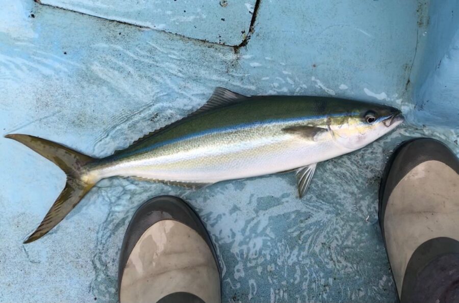 スタッフ小澤淳釣行記～佐島沖/シマアジ44cm1枚～