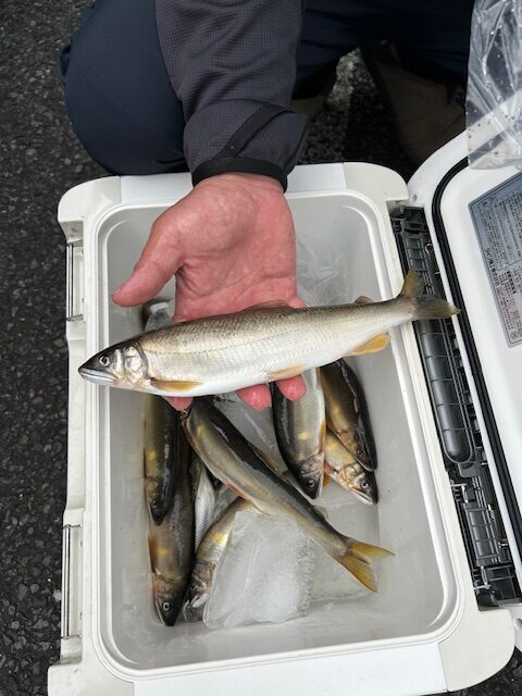 長澤様～多摩川　日野橋/鮎最大28cm～