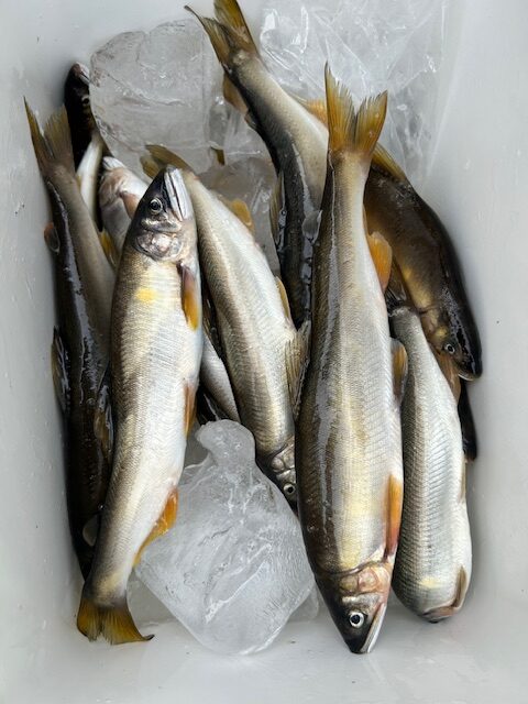 長澤様～多摩川　日野橋/鮎最大28cm～