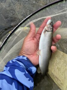 スタッフ平賀釣行記～相模川　上依知青少年広島エリア/鮎…3匹/最大24.3cm～