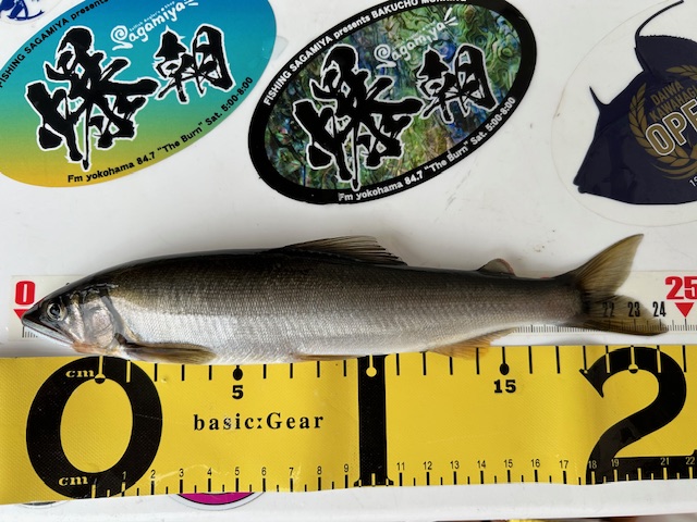 スタッフ平賀釣行記～相模川　上依知青少年広島エリア/鮎…3匹/最大24.3cm～