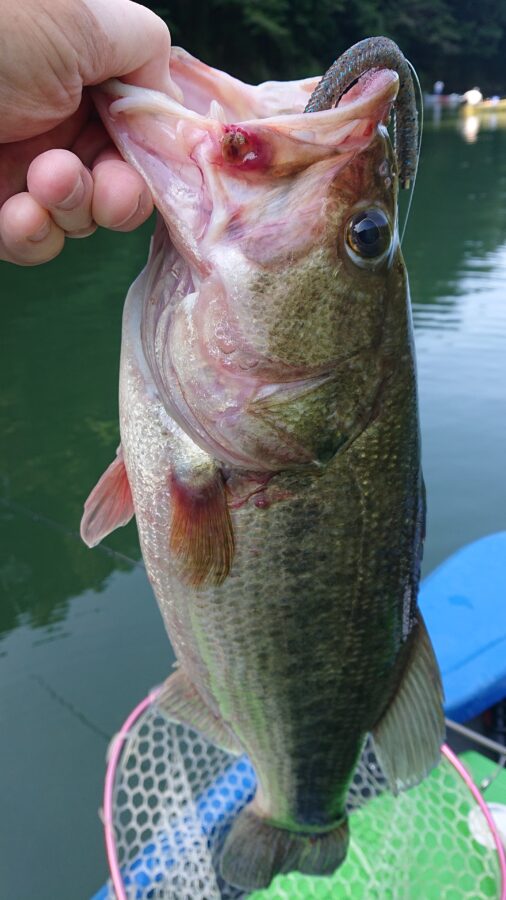 スタッフ吉田釣行記~津久井湖/ブラックバス30-50cm/10匹~