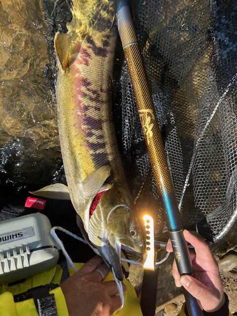スタッフ平賀釣行記～有効利用調査1日目・新潟県荒川/サケ2匹67cm・70cm～