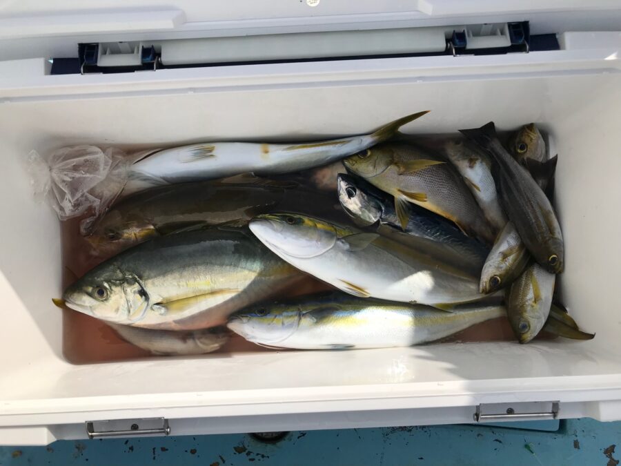 スタッフ小澤淳釣行記～佐島沖/シマアジ44cm1枚～