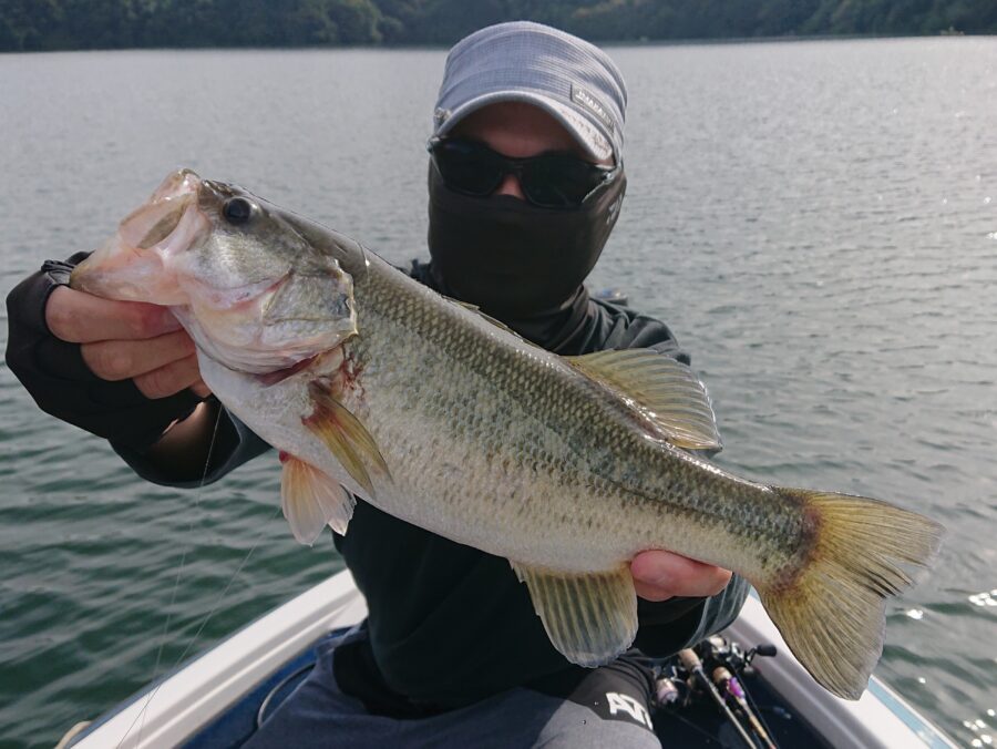 スタッフ吉田釣行記～津久井湖/ブラックバス…3人で30-47cm/8匹～