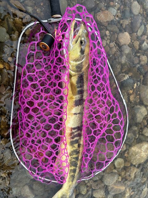 スタッフ平賀釣行記~山形県 鮭川(さけがわ)/シロサケ1日目1匹/79cmメス~