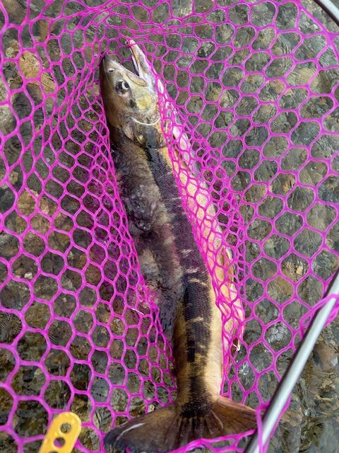 スタッフ平賀釣行記~山形県 鮭川(さけがわ)/シロサケ1日目1匹/79cmメス~