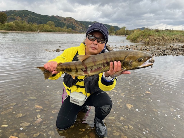 スタッフ平賀釣行記~山形県 鮭川(さけがわ)/シロサケ1日目1匹/79cmメス~